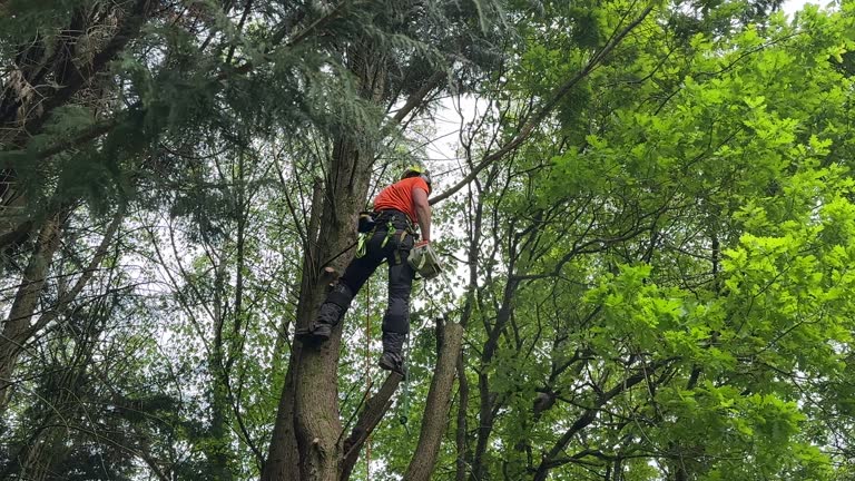 Baywood, NY Tree Removal and Landscaping Services Company